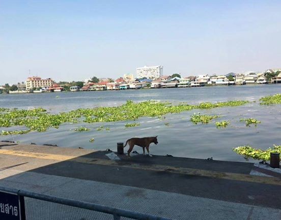 Cô chó chờ chủ gây sốt cộng đồng mạng Thái Lan - ảnh 1