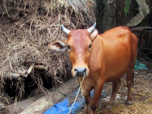 Cả làng kéo nhau đi xem bê hai đầu - ảnh 1