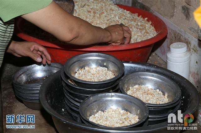 Cô giáo bỏ việc, dành tiền tiết kiệm cả đời để cưu mang 220 con chó - ảnh 1