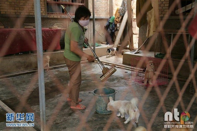 Cô giáo bỏ việc, dành tiền tiết kiệm cả đời để cưu mang 220 con chó - ảnh 2