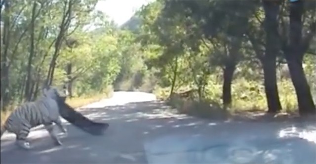 Hổ 'nổi điên' giật mui ô tô chở khách tham quan công viên - ảnh 1