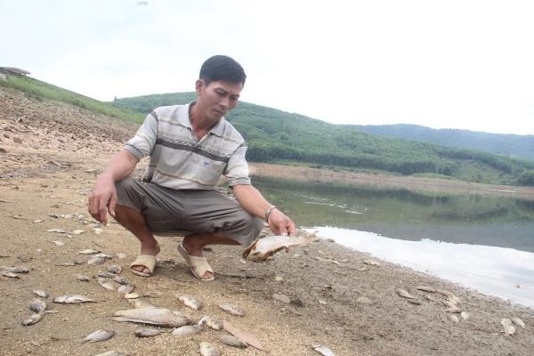Cá chết hàng loạt, phủ trắng hồ ở Quảng Nam - ảnh 1