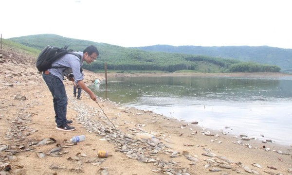 Cá chết hàng loạt, phủ trắng hồ ở Quảng Nam - ảnh 2