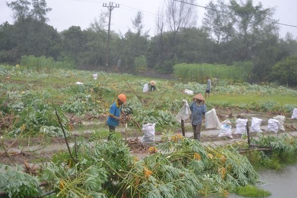 Quảng Nam: 441 tàu đang hoạt động ngoài khơi - ảnh 1