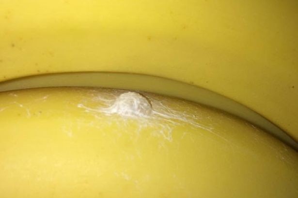 Không dám về nhà vì mua nhầm chuối chứa nhện độc - ảnh 1