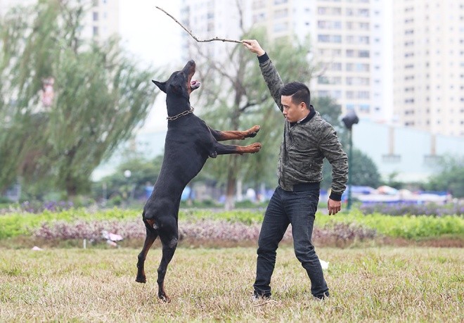 Trại chó doberman tiền tỷ của chàng trai 8x - ảnh 9