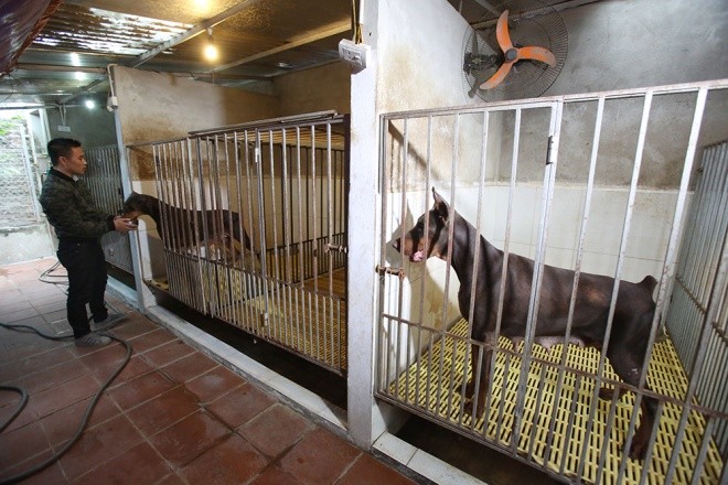 Trại chó doberman tiền tỷ của chàng trai 8x - ảnh 1