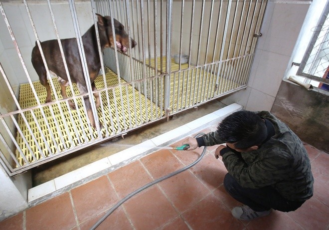 Trại chó doberman tiền tỷ của chàng trai 8x - ảnh 2