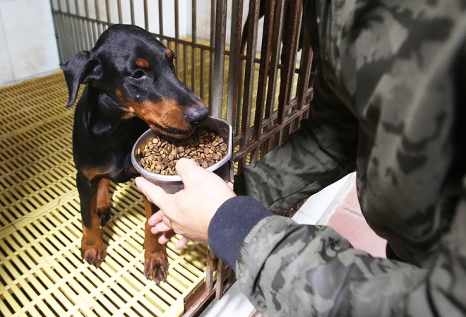 Trại chó doberman tiền tỷ của chàng trai 8x - ảnh 4