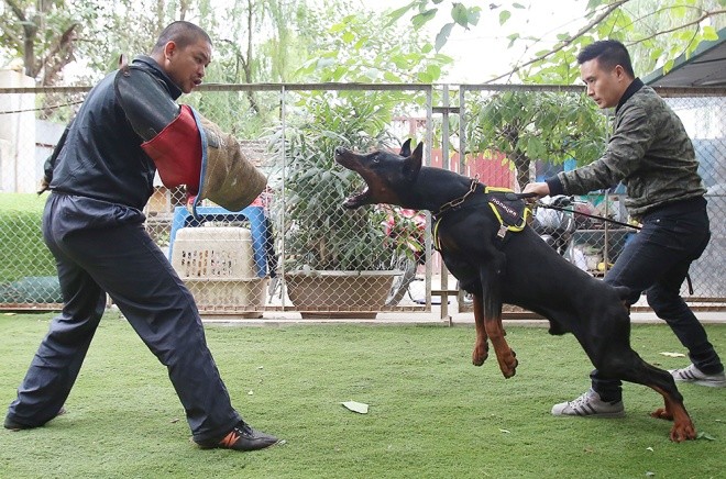 Trại chó doberman tiền tỷ của chàng trai 8x - ảnh 6