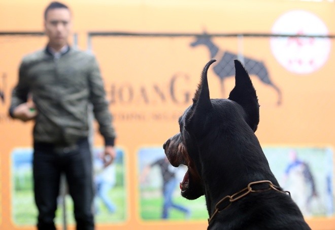 Trại chó doberman tiền tỷ của chàng trai 8x - ảnh 7