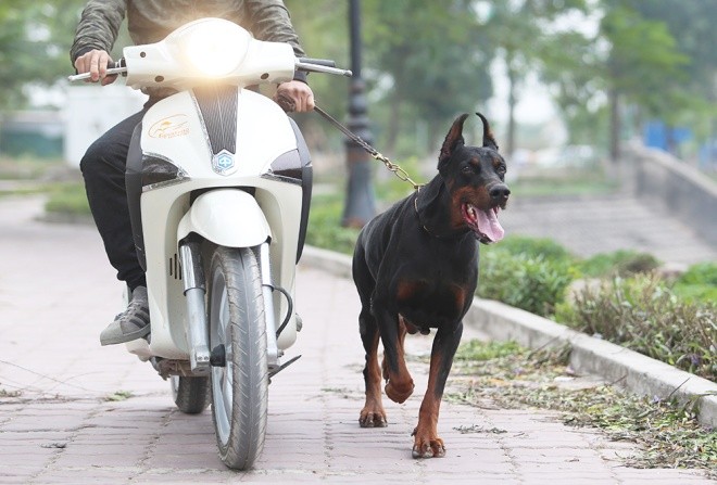Trại chó doberman tiền tỷ của chàng trai 8x - ảnh 8