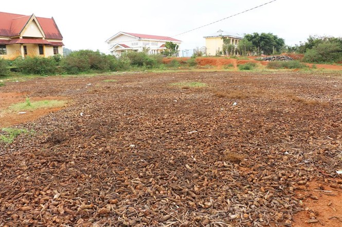 Người dân đổ xô săn rễ “na rừng” bán cho thương lái - ảnh 1