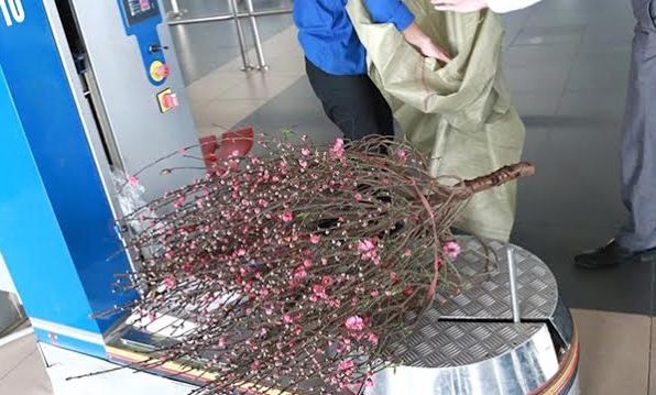 Các hãng hàng không nhận chuyển đào, mai Tết - ảnh 1