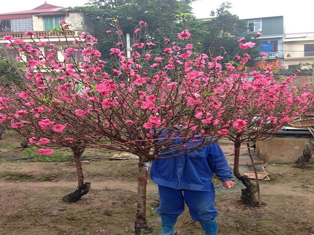 Cận Tết giá đào tăng vọt - ảnh 1