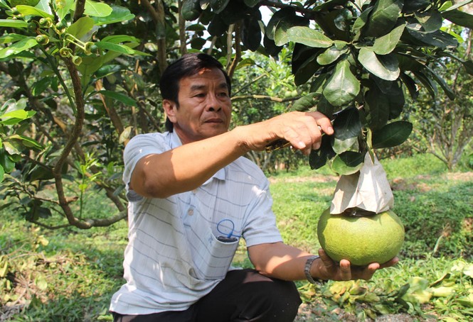 Nhìn gần cặp bưởi hồ lô chơi Tết giá gần 2,5 triệu đồng - ảnh 1