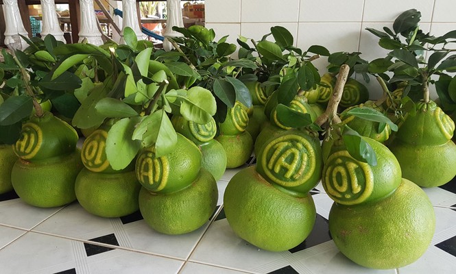 Nhìn gần cặp bưởi hồ lô chơi Tết giá gần 2,5 triệu đồng - ảnh 2
