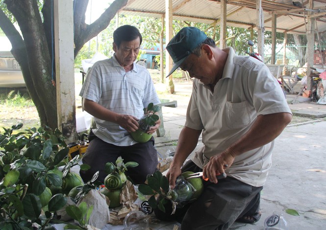 Nhìn gần cặp bưởi hồ lô chơi Tết giá gần 2,5 triệu đồng - ảnh 6