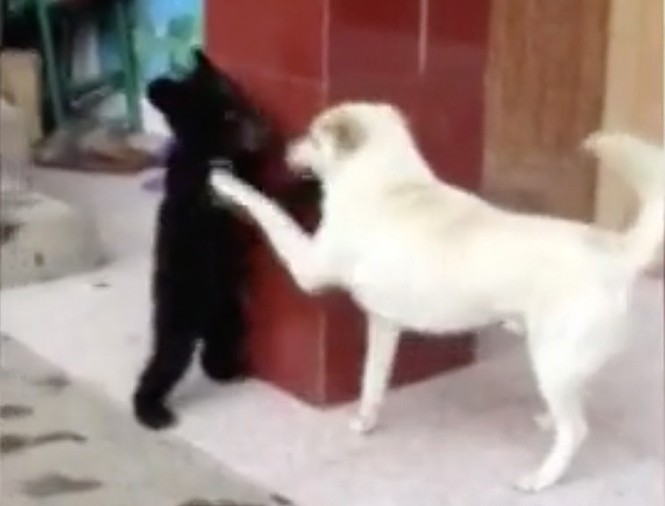 Tưởng nhầm là chó, người đàn ông đưa gấu về nhà làm thú cưng - ảnh 1