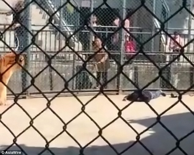 Quản lý vườn thú bị hổ nuôi dưỡng từ nhỏ vồ chết trước mặt khách - ảnh 1