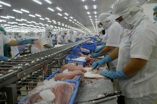 Cá tra Việt Nam đang chịu “một cổ hai tròng” - ảnh 1