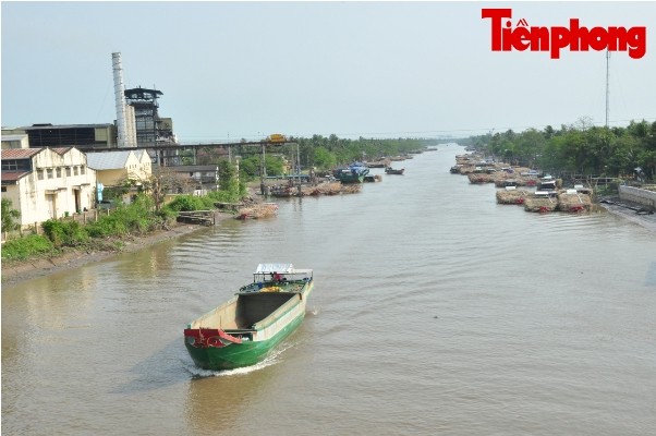 Hàng nghìn héc-ta mía ở Sóc Trăng đang “chết dần” - ảnh 9