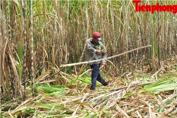 Hàng nghìn héc-ta mía ở Sóc Trăng đang “chết dần” - ảnh 10