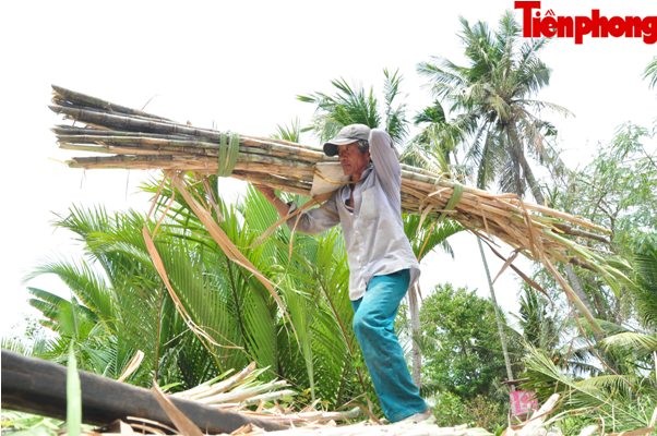 Hàng nghìn héc-ta mía ở Sóc Trăng đang “chết dần” - ảnh 12