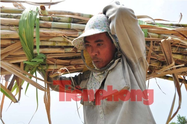 Hàng nghìn héc-ta mía ở Sóc Trăng đang “chết dần” - ảnh 1