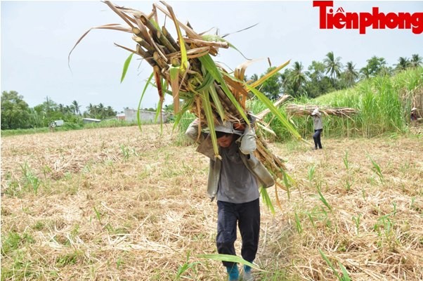Hàng nghìn héc-ta mía ở Sóc Trăng đang “chết dần” - ảnh 3