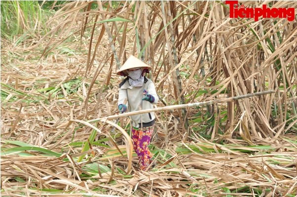 Hàng nghìn héc-ta mía ở Sóc Trăng đang “chết dần” - ảnh 4
