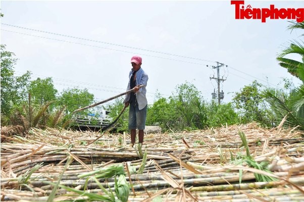 Hàng nghìn héc-ta mía ở Sóc Trăng đang “chết dần” - ảnh 5