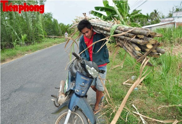 Hàng nghìn héc-ta mía ở Sóc Trăng đang “chết dần” - ảnh 6