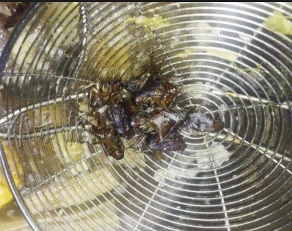 Thực khách tá hỏa phát hiện 8 con gián trong nồi lẩu - ảnh 2