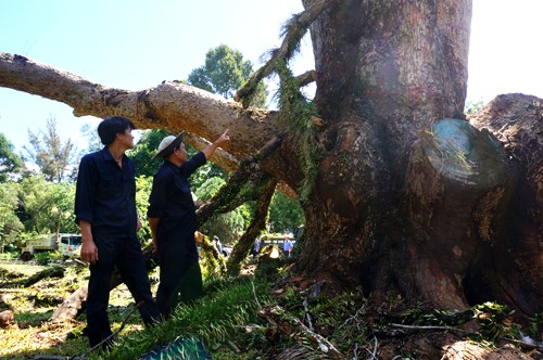 Bản tin 14H: Cột bê tông xuyên dọc ô tô, tài xế thoát chết thần kỳ - ảnh 2
