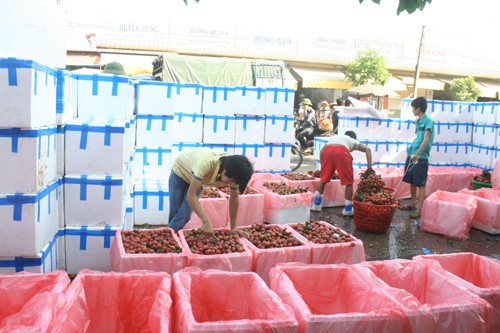 Không có chuyện vải thiều rớt giá do thương nhân Trung Quốc ngừng mua - ảnh 1