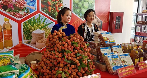 Hàng nghìn thương nhân đổ bộ về Bắc Giang thu mua vải thiều - ảnh 1
