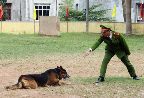 Xem chó nghiệp vụ trình diễn tài năng - ảnh 2