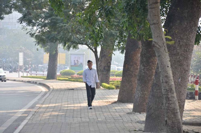 Chặt hạ, di chuyển hàng cây trước ĐH Giao thông - ảnh 5