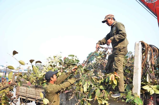 Chặt hạ, di chuyển hàng cây trước ĐH Giao thông - ảnh 1