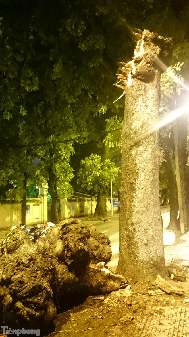 Hà Nội: Gió quật đổ xà cừ cổ thụ chắn ngang đường - ảnh 7