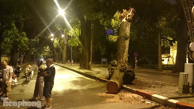 Hà Nội: Gió quật đổ xà cừ cổ thụ chắn ngang đường - ảnh 6