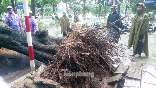 Mưa lớn cổ thụ bật gốc chắn ngang đường phố Hà Nội - ảnh 9