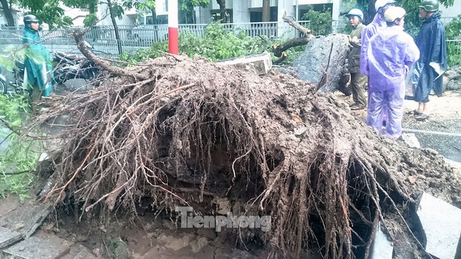 Mưa lớn cổ thụ bật gốc chắn ngang đường phố Hà Nội - ảnh 2