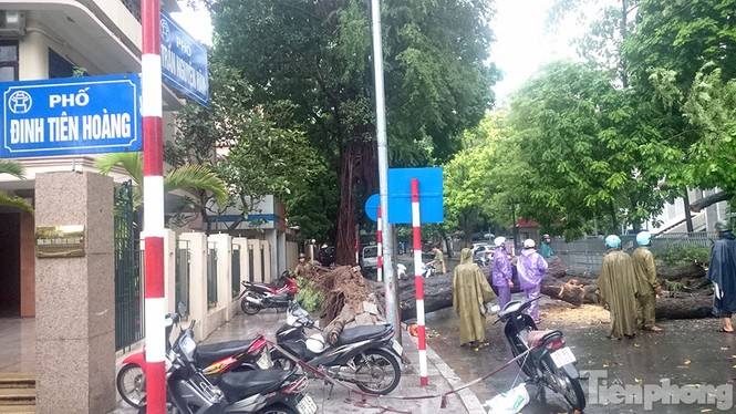 Mưa lớn cổ thụ bật gốc chắn ngang đường phố Hà Nội - ảnh 3