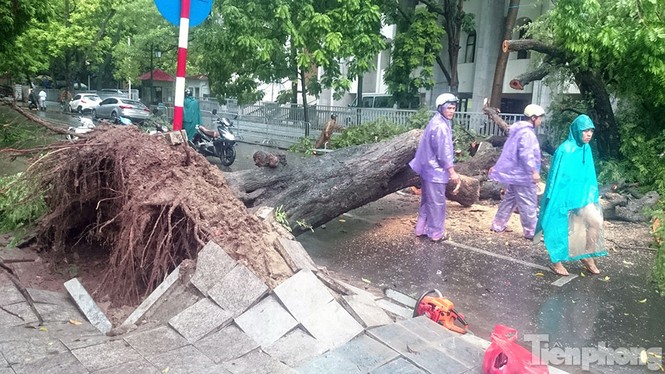 Mưa lớn cổ thụ bật gốc chắn ngang đường phố Hà Nội - ảnh 4