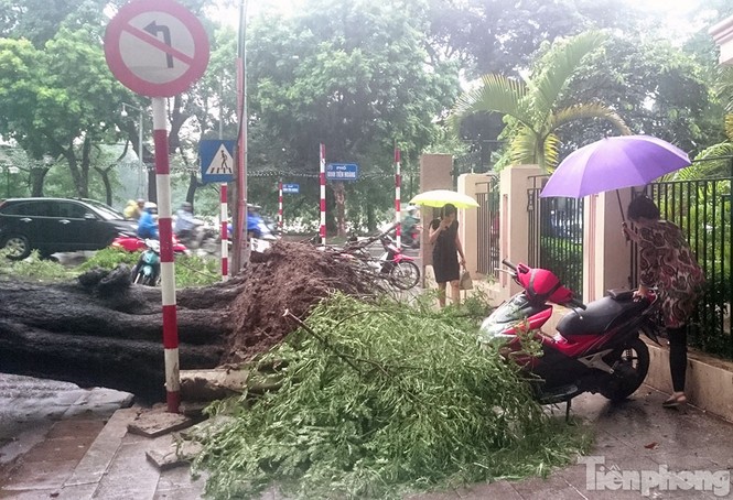 Mưa lớn cổ thụ bật gốc chắn ngang đường phố Hà Nội - ảnh 5
