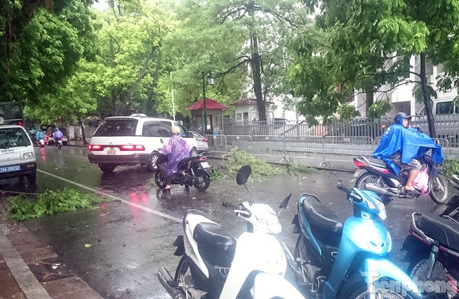 Mưa lớn cổ thụ bật gốc chắn ngang đường phố Hà Nội - ảnh 6
