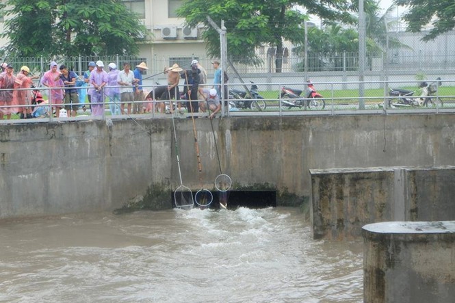 Người dân Hà Nội đổ xô bắt cá trên sông sau mưa lớn - ảnh 4