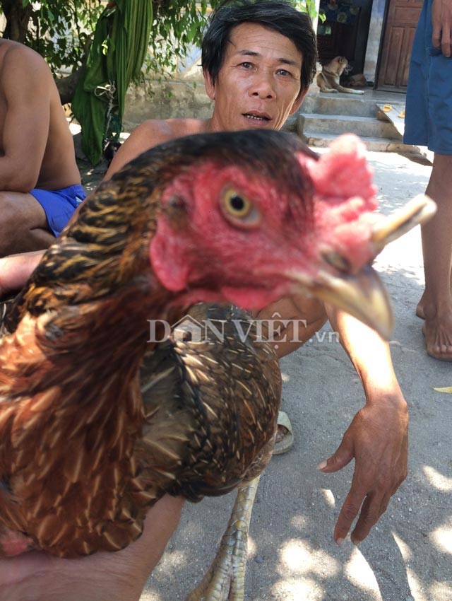 Đổ xô xem gà mái mọc sừng như… tê giác ở Khánh Hòa - ảnh 1